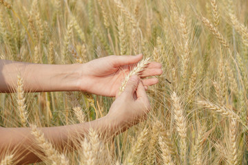 barley on hand farmers