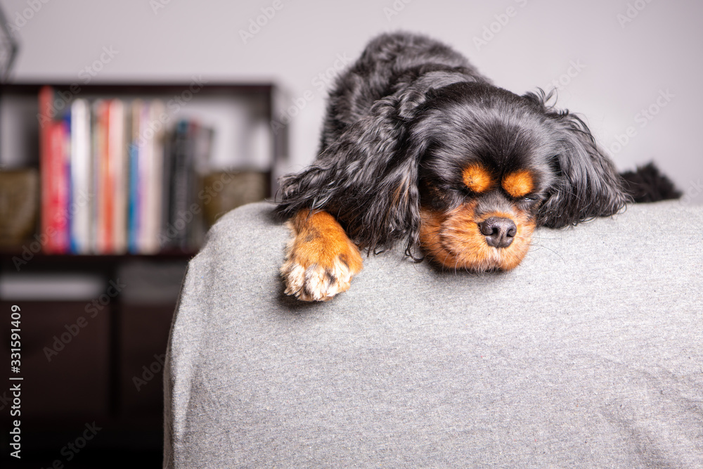 Wall mural A cute dog sleeps on a bed in a bedroom, with a gray sheet and a book case beyond. Cavalier King Charles Spaniel breed.