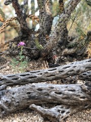 Southwest desert sunset cactus