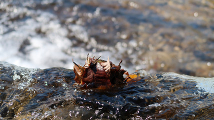 猪苗代観音寺川　枯れ葉の集まり