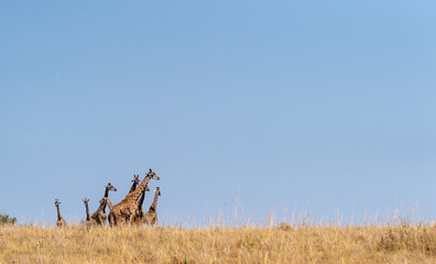 Group of giraffe is seen at Masai Mara, Kenya, Africa