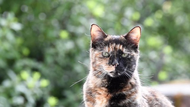 HD video one tortie tortoiseshell torbie cat staring at viewer with leaves blowing in background. Loopable cinemagraph type video with copy space.