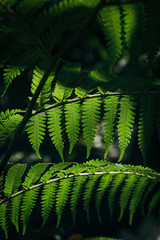 Fern green leaves with blur dark background 