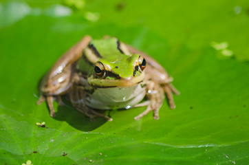 Sunbathe green frog on green leaf floor