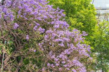 purple jacaranda tree