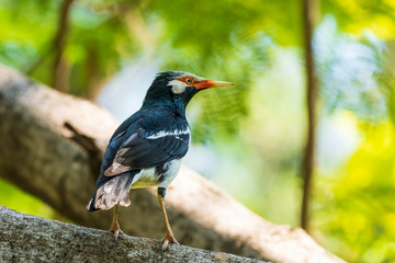 The Pied Myna is a medium sized black and white bird with a yellowish bill, which has a reddish base. The bare skin around the eye is orange-red. Scientific name is Gracupica contra.