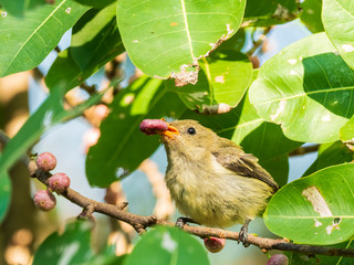 A juvenile Scarlet-backed Flowerpecker is predominantly olive green however it has an orange bill and lacks the bright red rump. Scientific name is Dicaeum cruentatum.