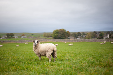 Obraz premium sheep in field