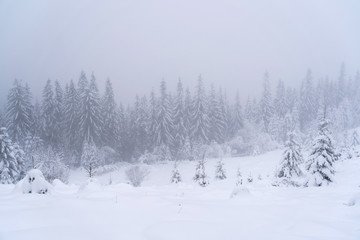 Winter snow-covered trees