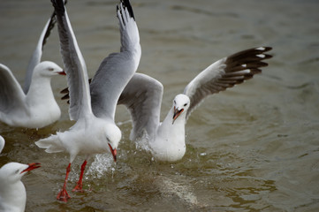 seagulls fighting over fish