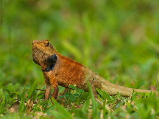 The Changeable Lizard also known as the Oriental Garden Lizard ranges in color from light-brown to greyish. It has a short crest above the neck with small spines along its back. Calotes versicolor.