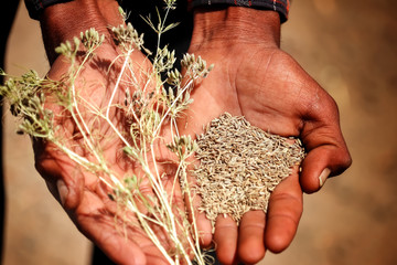 cumin seeds in the hands of the farmer,cumin seeds and cumin plants view,zira cumin plants,Indian zira