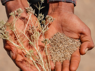 cumin seed, cumin, herb,Spice aroma Cumin seeds on hand,cumin herbs