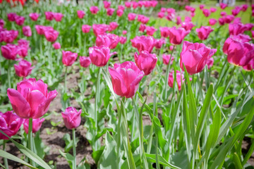 Fototapeta premium Holiday or birthday background with beautiful close-up red and pink, purple tulips flowerbed.Field of blooming tulips in sunny day, selective focus. Spring season, colorful floral background