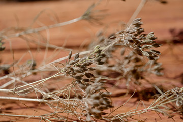 cumin seeds used as spices in Indian dishes,Ripped cumin crop field close up view,cumin seeds plants view