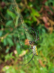 The Giant Golden Orb-weaver Spider also known as a Giant Wood Spider or Bat-eating Spider is a spectacular, but rather frightening sight when walking in the forest. Scientific name is Nephila pilipes.