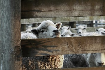 Close up of a sheep face. Sheep farm