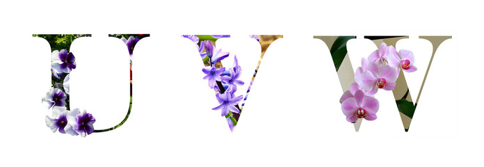 Flower font alphabet u, v, w made of real flowers.