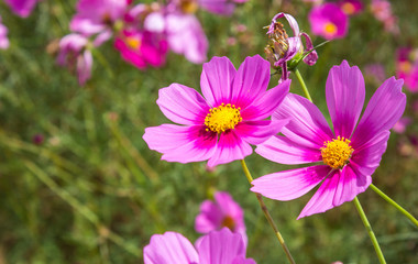 Obraz premium Pink flower garden