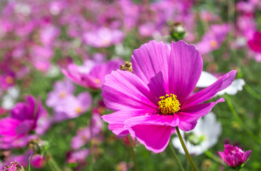 Obraz premium Pink flower garden