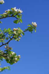 Frame from branches of apple trees with white flowers on blue sky background.white apple blossoms against a blue sky on a sunny day in spring. shallow depth of field.Copy space
