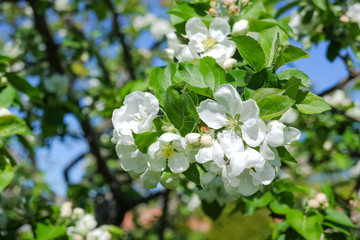 white apple blossoms against a blue sky on a sunny day in spring. shallow depth of field.Bright white an apple-tree flower illuminated by a bright ray of the spring sun and blue sky on a back