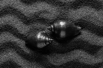  Black shell on a black sand dunes background. Black design.