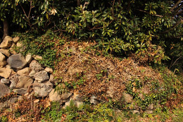 Jeju Olle Trail Route 5 : Beautiful Scenery of Jeju Island, Korea
