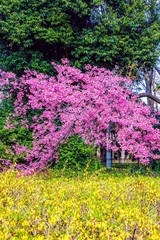 レンギョウの黄色　ハナモモの桃色　木の葉の緑色