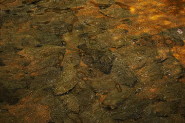 Jeju Olle Trail Route 5 : Flatfish Farm of Jeju Island, Korea