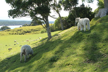Lambing Season, New Zealand