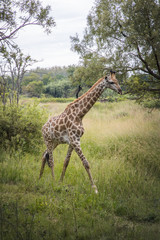 Giraffe taking a stroll