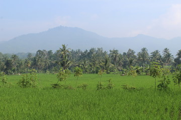 West Java Landscape, Cianjur