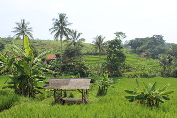 West Java Rice Paddies