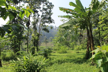 Fototapeta na wymiar West Java Plantation