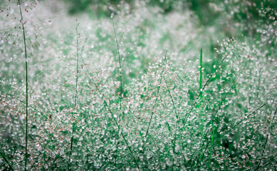 Dew on the grass