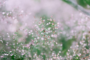 Dew on the grass