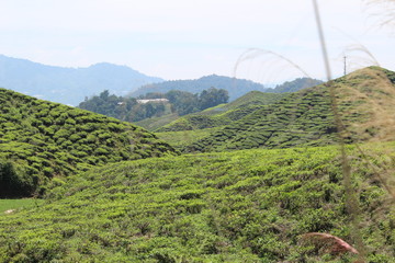 Tea Tree Plantation, Malaysia