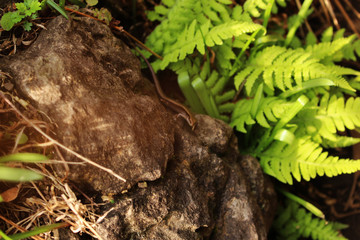 A Cute Small Lizard - Jeju Olle Trail Route 5 : Beautiful Scenery of Jeju Island, Korea