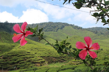 Tea Tree Plantation, Malaysia