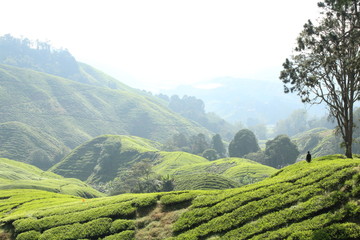 Tea Tree Plantation, Malaysia