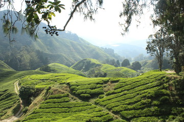 Tea Tree Plantation, Malaysia