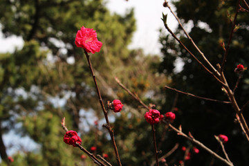 Tiny Flowers - Jeju Olle Trail Route 5 : Beautiful Scenery of Jeju Island, Korea