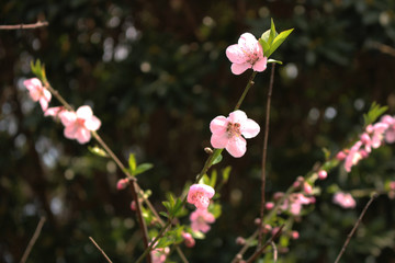 Tiny Flowers - Jeju Olle Trail Route 5 : Beautiful Scenery of Jeju Island, Korea