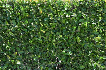 Green leaves in nature. Conceptualized as a background.Lush green wall in the morning sun. Beautiful eco background.World environment day.nature wallpaper.Think Green. Environmentally friendly planet.