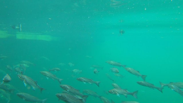 Underwater - School Of Hybrid Striped Bass With Ducks Swimming On Surface