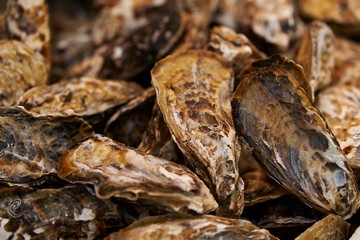 fresh seafood at the market