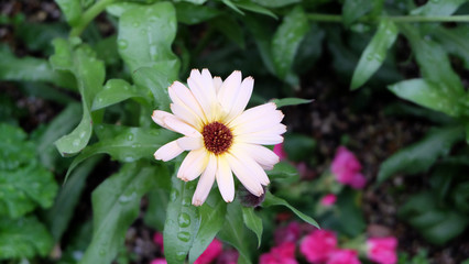 A daisy-like flower with layers of cream white petals and green leaves.