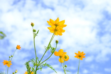 Yellow Cosmos flowers on sky background