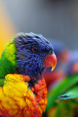 colorful parrot